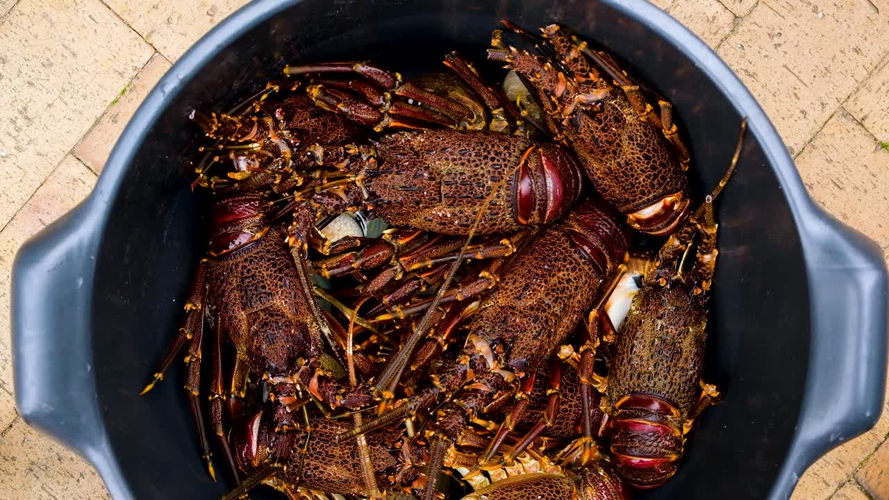 manojo de langosta espinosa del cabo en un contenedor, fotografía cenital