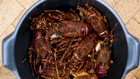 Bunch-of-thorny-Cape-rock-lobster-lying-in-container,-overhead-shot