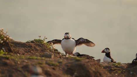 slow motion puffin flapping wings, atlantic puffin bird behavior drying its wings with its wings out showing animal bird behaviour on skomer island in wales, uk birds and wildlife