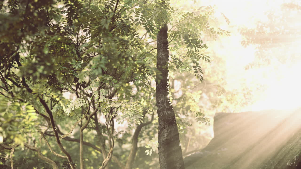 Light filtering through lush trees in a serene forest setting
