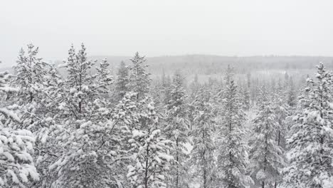 Bosque-De-Pinos-Cubierto-De-Nieve-Invernal-En-Una-Vasta-Soledad-Blanca---Toma-Aérea-De-Diapositivas