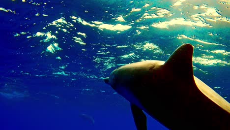 un par de rémora unidas y chupando el cuerpo de un delfín girador nadando en el mar azul tropical