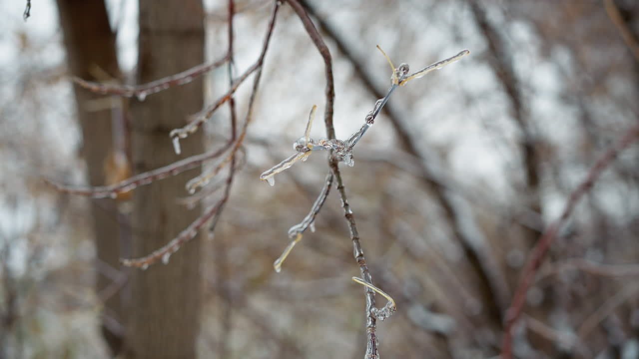 Close-up of frosted tree branches covered with ice and small dry leaves, highlighting intricate frozen details and textures in a serene winter scene against a softly blurred background of trees