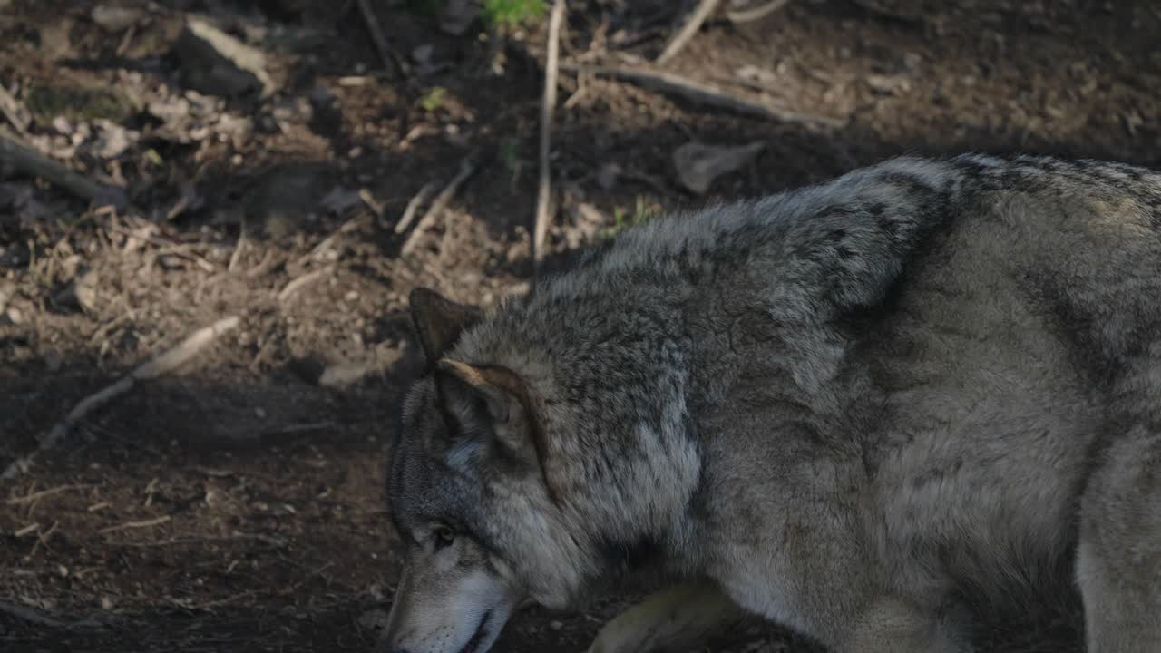 hermoso lobo blanco pisando raíces de árboles en un bosque - cámara lenta