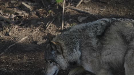 Schöner-Weißer-Wolf,-Der-In-Einem-Wald-Auf-Baumwurzeln-Tritt---Zeitlupe