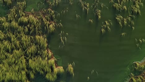 Süßwassersee-Frühlingslandschaft-Mit-Dicht-Gewachsenen-Gräsern-Im-Winter