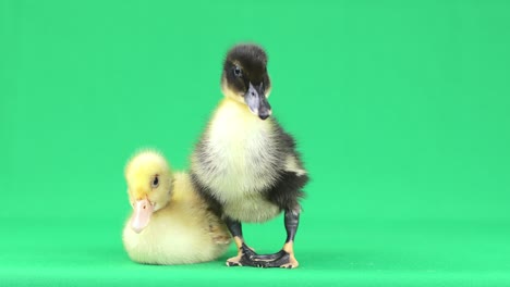 a pair of toddler ducks posing against a green background.