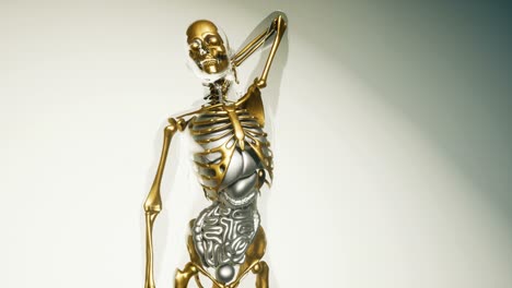 modelo de huesos de esqueleto humano con órganos