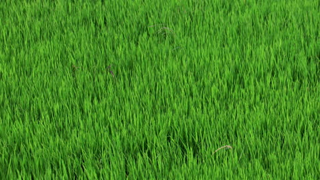 closeup of green rice field background against the wind