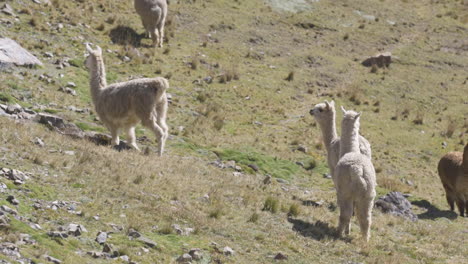 una manada de alpacas y llamas alejándose de la cámara