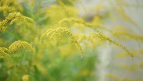 closeup of beautiful yellow flowers outside in nature