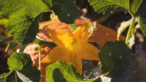 animación de la nieve cayendo sobre el primer plano de la calabaza