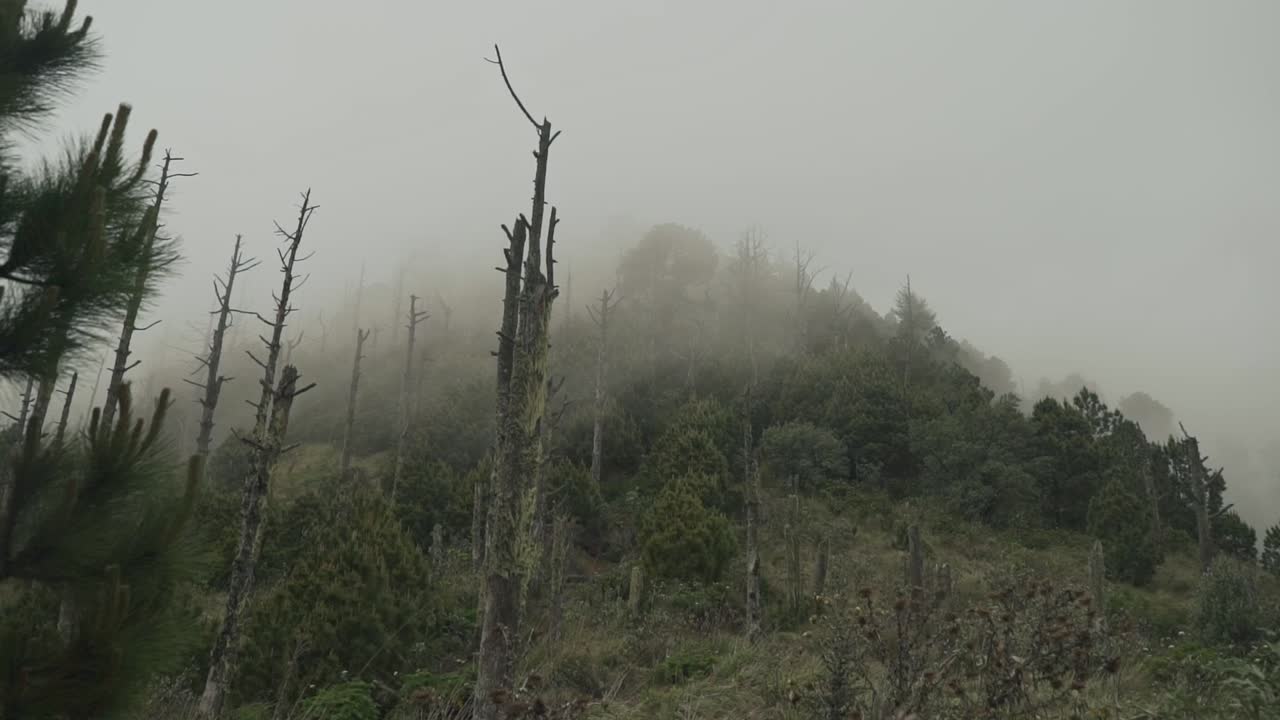 hermoso bosque verde con niebla en movimiento