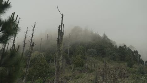 Beautiful-green-forest-with-moving-fog