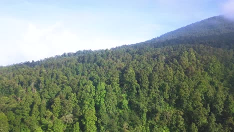 Drohnenaufnahme-Von-Dichtem-Wald