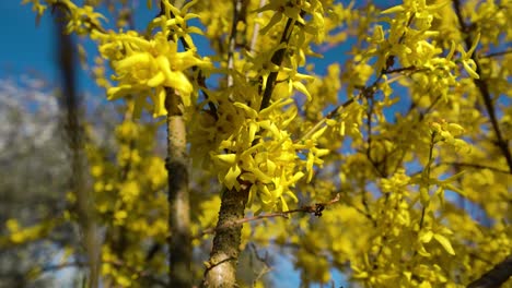 close up view of a beautiful golden petals of lynwood gold in spring