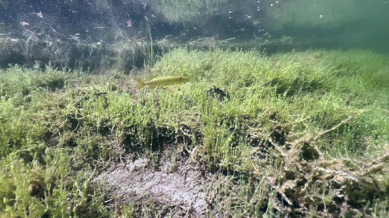 Northern pike (Esox lucius) swimming in shallow water and then turning around. Underwater shot, Estonia