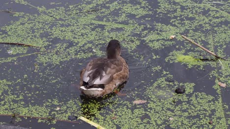 Eine-Ente-Schwimmt-Auf-Der-Suche-Nach-Nahrung-Durch-Einen-See