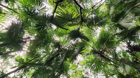 Exuberante-Dosel-Tropical-De-Palmeras-Durante-El-Día,-Vista-Desde-El-Suelo-Debajo