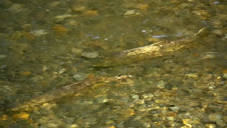 Close-up-of-Salmon-swimming-underwater-up-the-stream-to-reach-spawning-grounds,-fighting-the-current---Vancouver-Island,-North-America