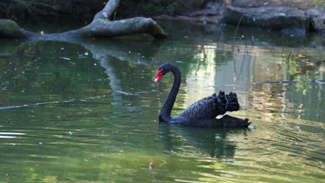 un cisne negro nada con gracia en un estanque