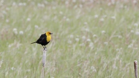 Lone-Yellow-headed-Blackbird-fluffs-up-plumage,-wetland-copy-space