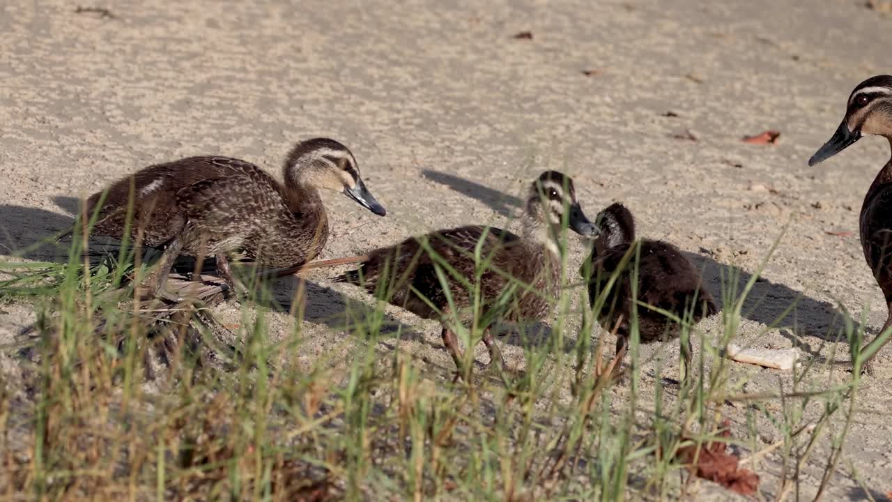 A group of ducks walking and interacting on a sandy surface with scattered grass.