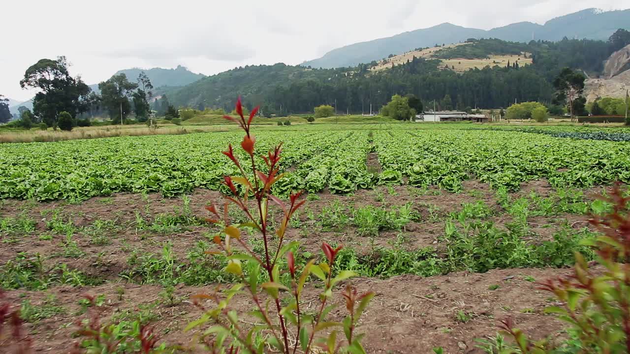 양상추 수확을 드러내는 샷의 돌리
