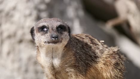 foto de retrato de lindo suricata mirando a la cámara durante un día soleado al aire libre