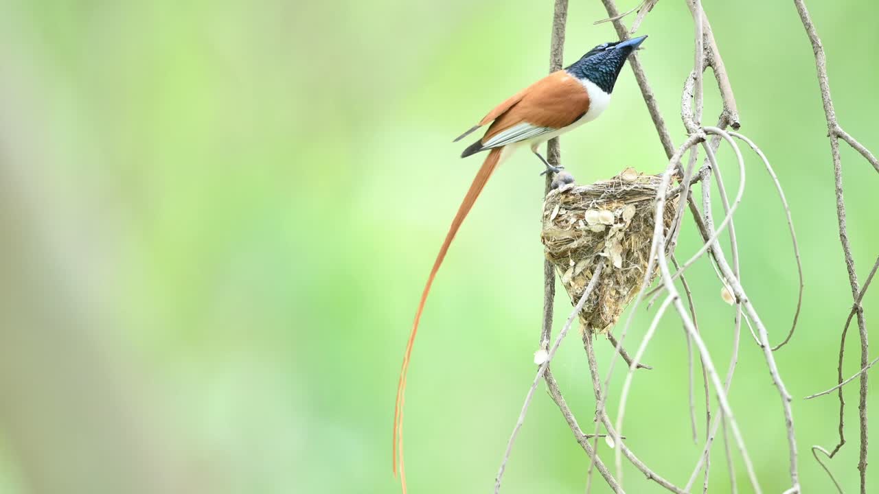 primer plano del cazador de moscas del paraíso con nido