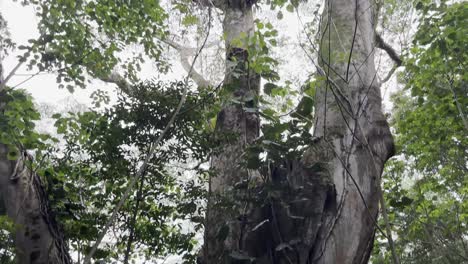 a mesmerizing view of a dense forest canopy, with towering trees and lush green foliage