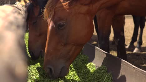 caballos comiendo heno