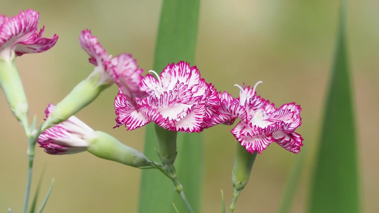 Yumuşak odakta pembe ve beyaz karanfil çiçekleri ve tomurcukları.