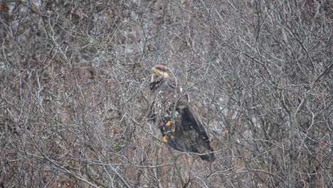 a juvenile bald eagle takes off and flies away from the think alder trees of kodiak island alaska during a winter snow storm