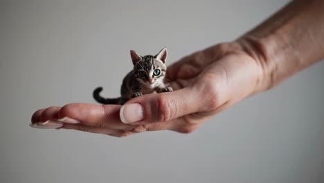 tiny kitten in a hand