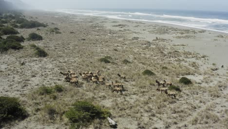 Wide-epic-beautiful-panning-drone-shot-of-elk-in-a-herd,-near-the-ocean