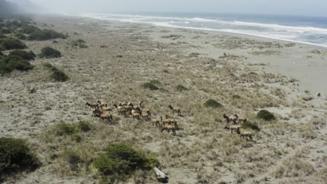 wide epic beautiful panning drone shot of elk in a herd, near the ocean