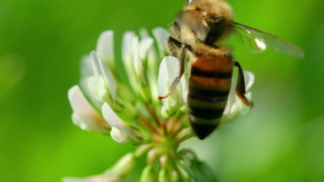 extreme closeup of a bumble bee landing on a flower pollinating