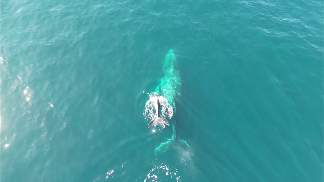 la ballena bebé nada y salta con la madre