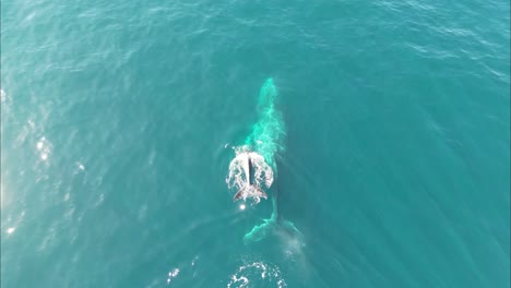 baby whale swims and jumps with mother