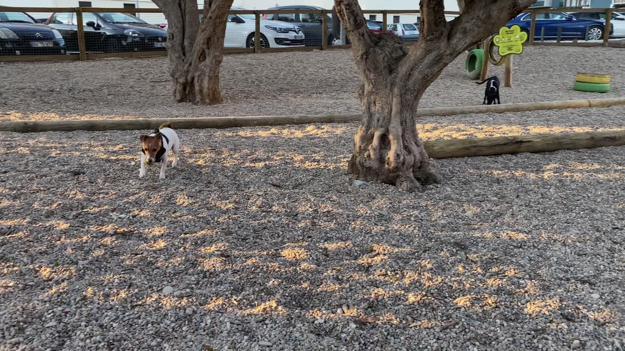 A dog and a puppy playing in a dog park with a ball in 4k