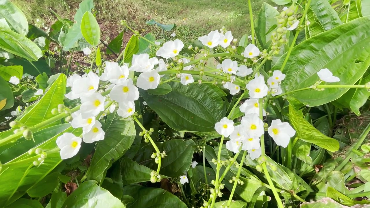 Fiori bianchi a punta di freccia in piena fioritura in un giardino lussureggiante