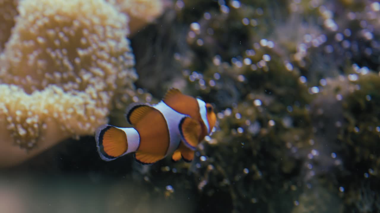 Pesce clown che nuota vicino alla barriera corallina