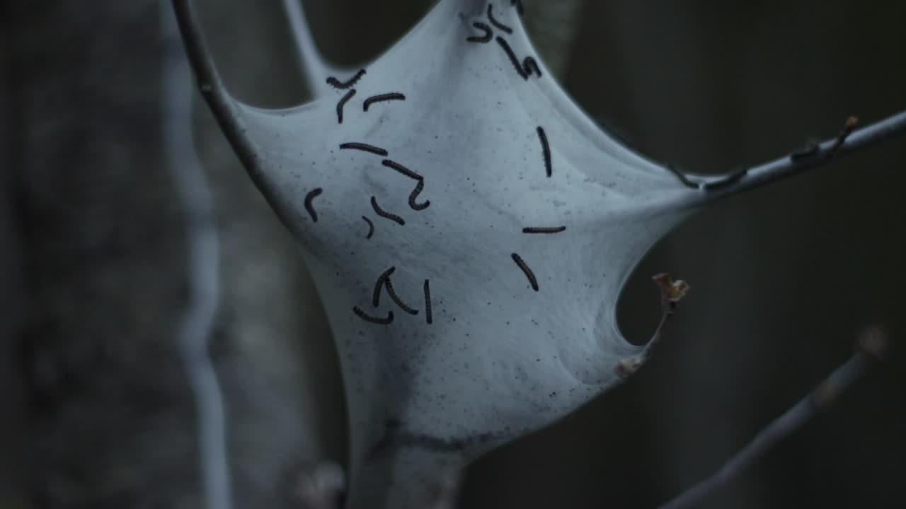 los gusanos de tienda o malacosoma americanum son orugas que construyen un capullo de seda alrededor de sus muchos huevos.