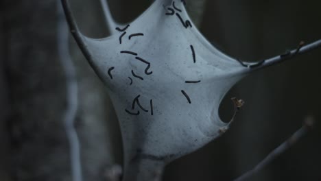 tent worms or malacosoma americanum are caterpillars who build a silk cocoon around their many eggs