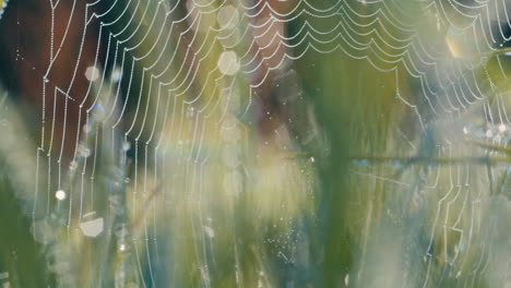 Telaraña-De-Jardín-Con-Bandas-Brillantes-Cubierta-De-Rocío-Matutino-En-Un-Campo-De-Hierba-Durante-El-Amanecer,-Toma-Estática-Con-Un-Desenfoque-Ligeramente-Abstracto