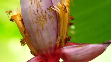 Small-bees-sitting-working-on-a-banana-blossom-flower,-close-up-small-insects-on-a-red-pink-plant