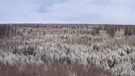 snow flight over a snow covered and at some places still green forest from a drone flying forward over the idyllic but cold landscape