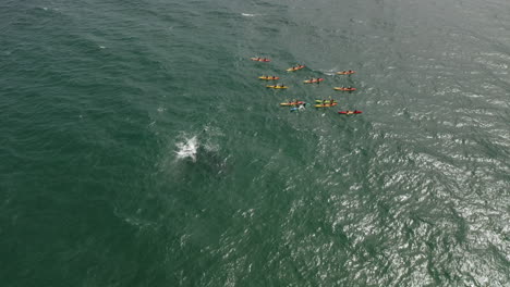 Toma-De-Drones-De-4k-Del-Viaje-De-Turismo-De-Ballenas-Jorobadas-En-El-Mar-Del-Océano-En-Byron-Bay,-Australia