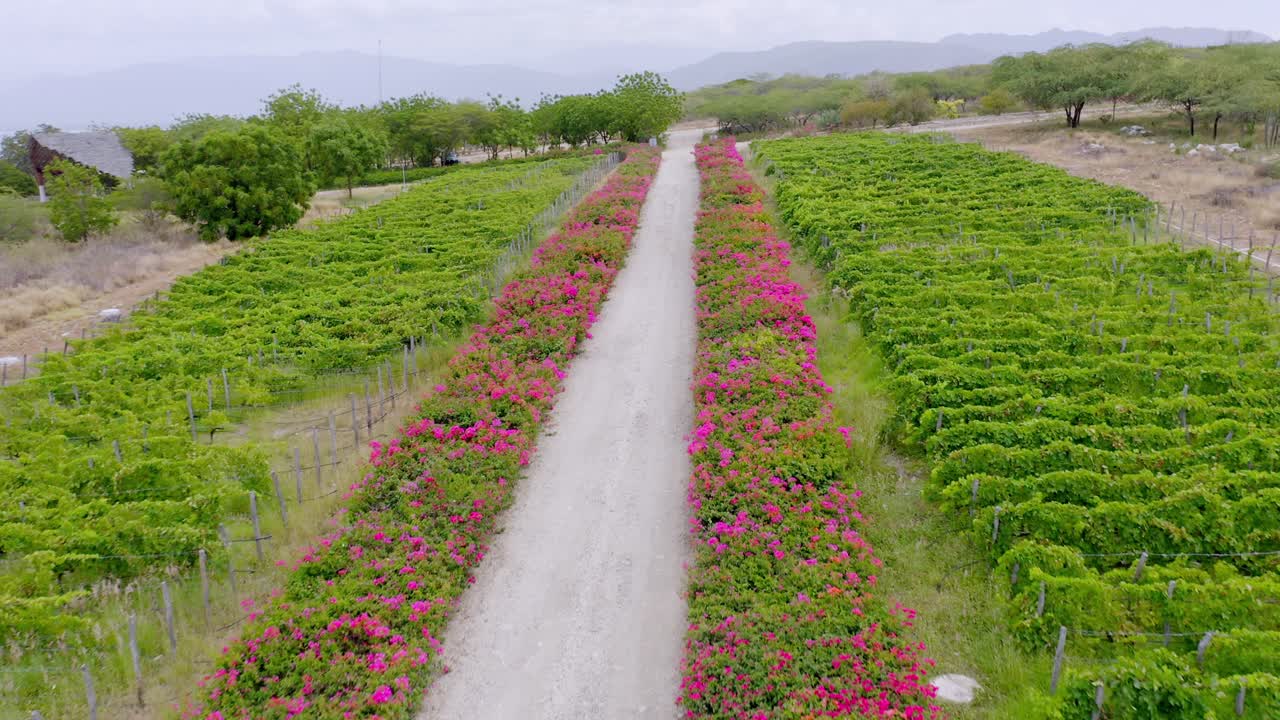 Caribbean vineyard at Bahia de Ocoa bay in Dominican Republic